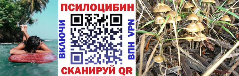 где купить   Мезень  Галлюциногенные грибы GOLDEN TEACHER 